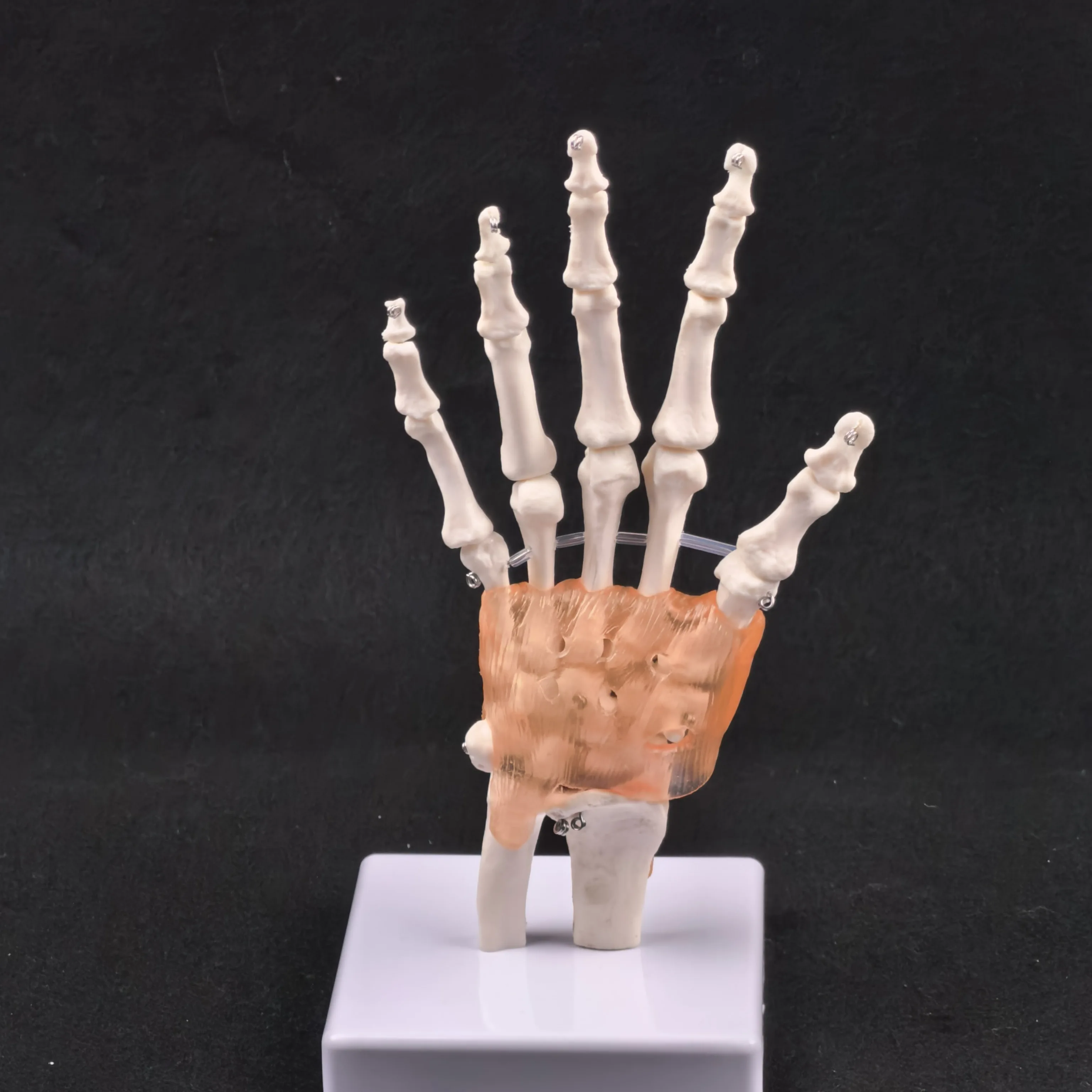 PVC Life Size Hand Joint with Ligaments Anatomical Medical Model Skeleton Anatomy Display Teaching School