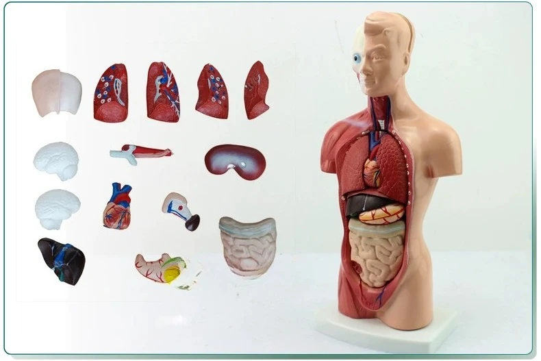 26cm Human Torso Anatomy Model Organ Structure Educational Toy for Primary Secondary Kindergarten Teaching