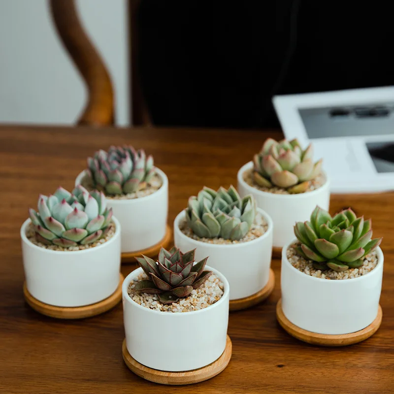 Succulent White Porcelain Flower Pot Simple White Indoor Potted Succulent Flower Pot Ceramic Flower Pot