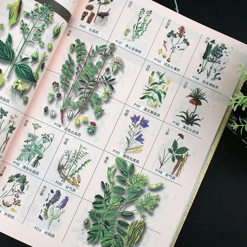 Compendium of Materia Medica, Li Shizhen's Chinese Herbal Medicine Books Libros Livros