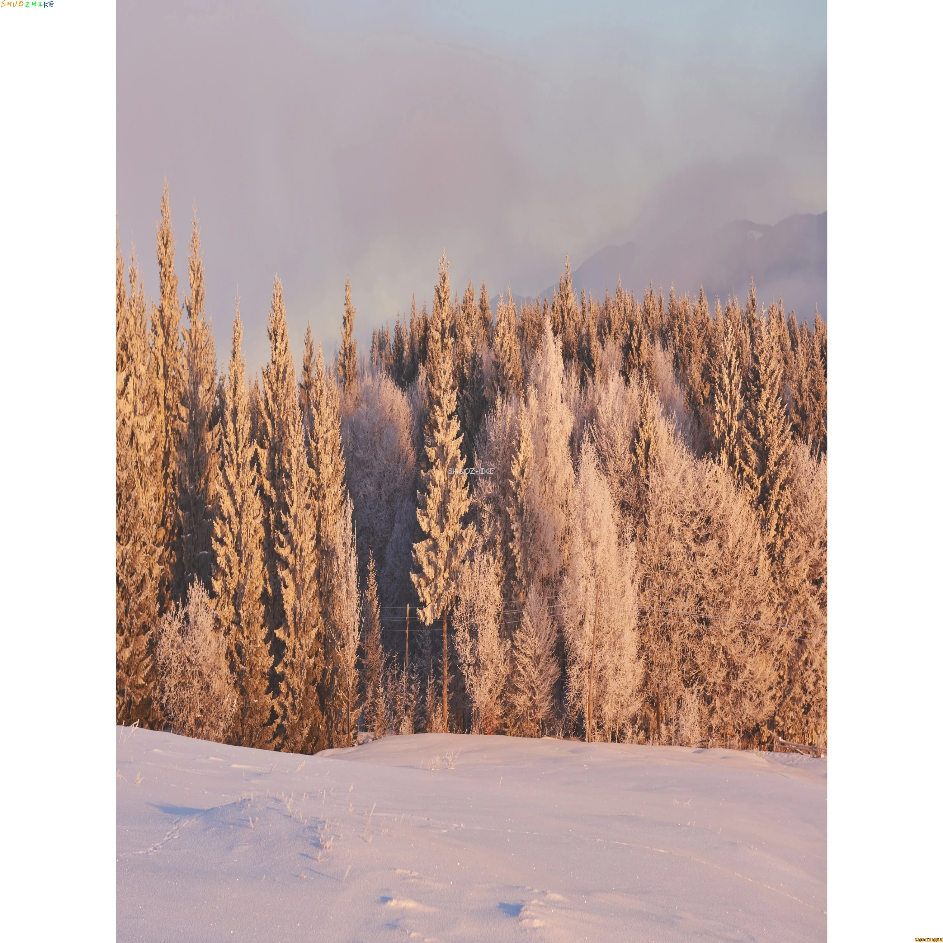 قطرات خلفية للتصوير الفوتوغرافي للغابات الشتوية ، طريق مغطى بالثلوج ، ندف الثلج ، أشجار التنوب ، خلفية الصورة ،