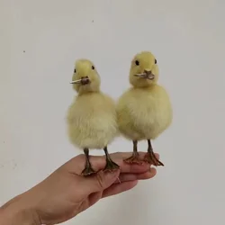 Real Duck Specimen Collection Home Exhibition Hall Teaching Crafts Animal Simulation Shooting Props Home Decor Taxidermy Statue
