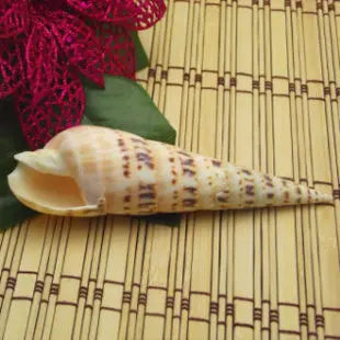 Natural Elegant Large Trumpet Shell (Cassis Cornutus) Ornament, Ideal for Home Decor, Aquarium Scaping, Floor & Wall-Mounted Dis