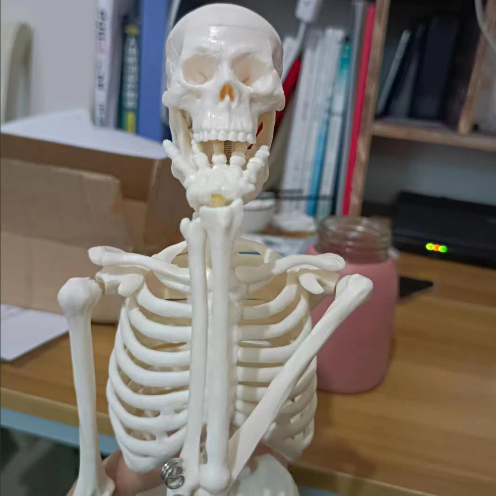 20CM/45CM Human Skeleton Model Anatomy Human Body Models Joint Medical Model for Study Learn Teaching Popular Science Supplies