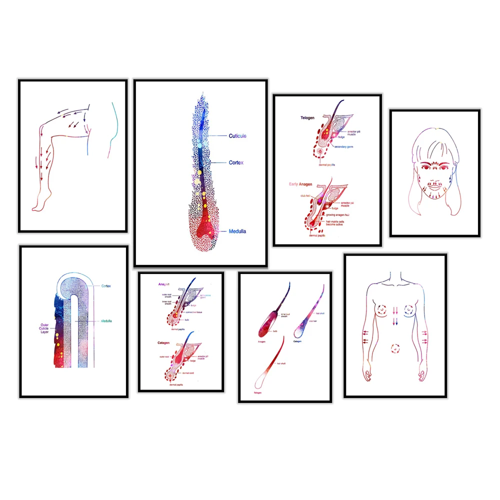 

Hair Anatomy, Hair Physiology Poster, Hair Growth Stages Hair Removal Art Dermatologist Beautician Gift Hair Removal Studio Art
