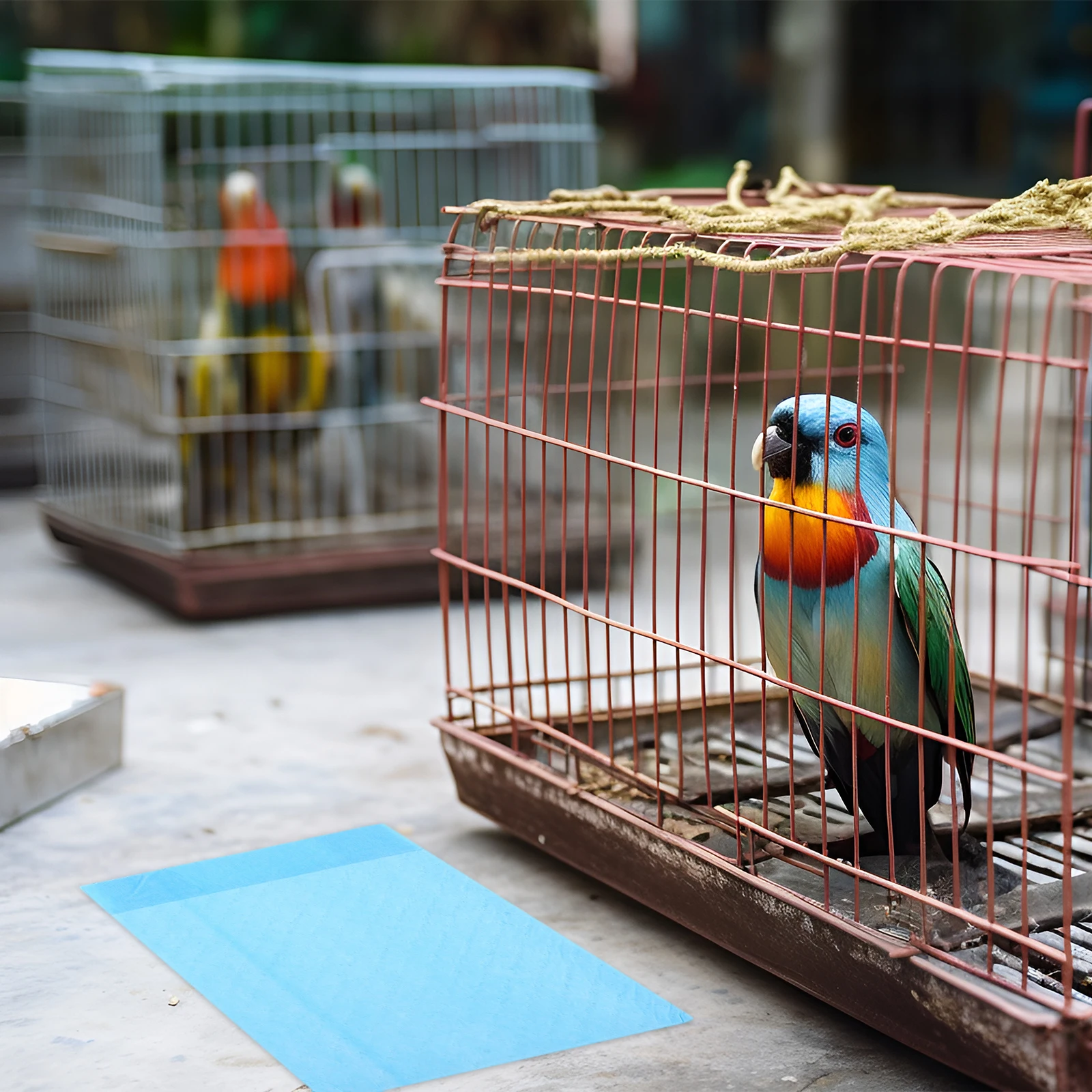 

10 Pcs/1 Bird Cage Paper Pad Parrot Bottom Tray Budgie Mats Chassis Dung Water-absorbing Liners Cleaning Pads