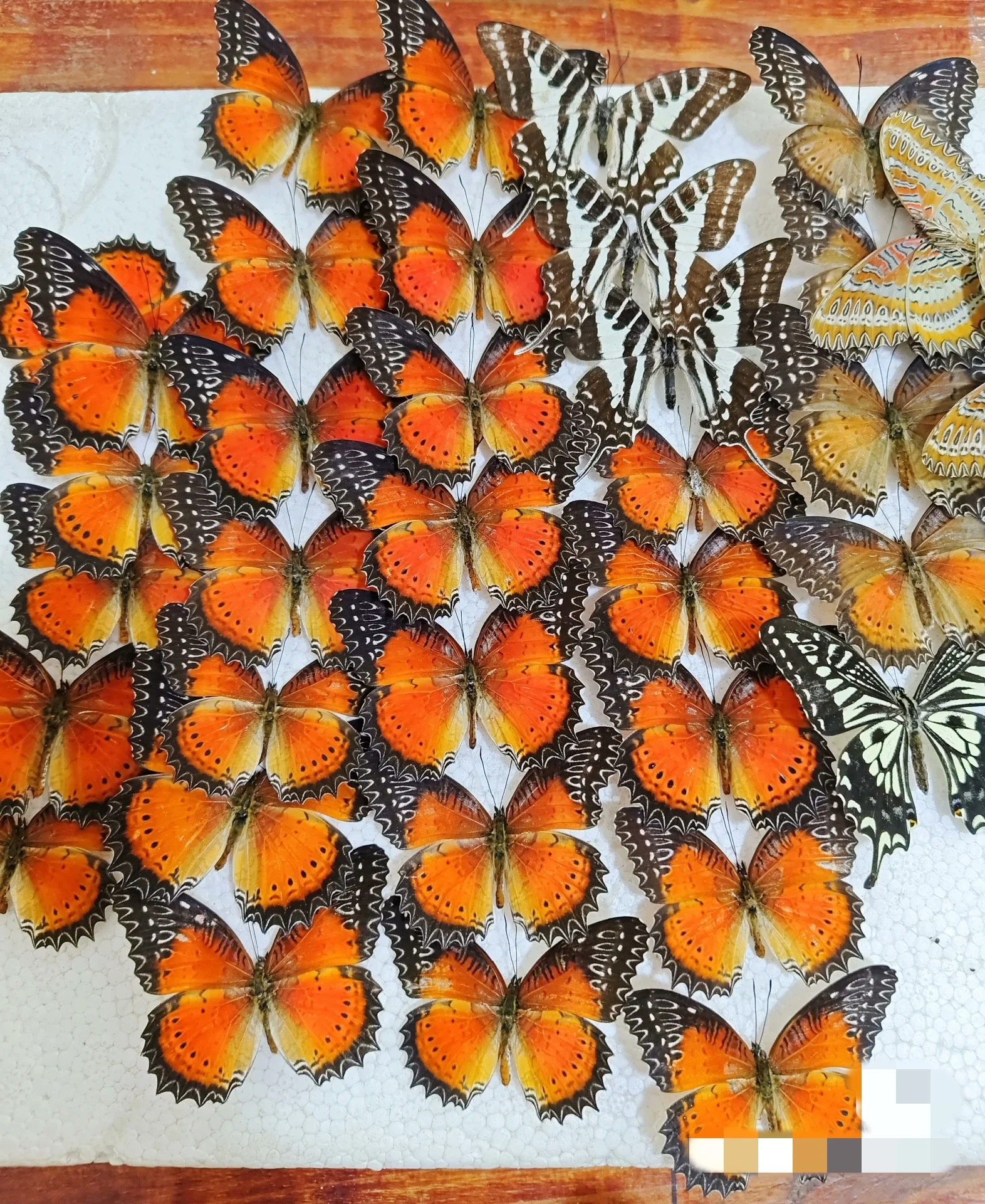 

6-100 pcs natural Real Butterflies Specimen (Cethosia biblis）