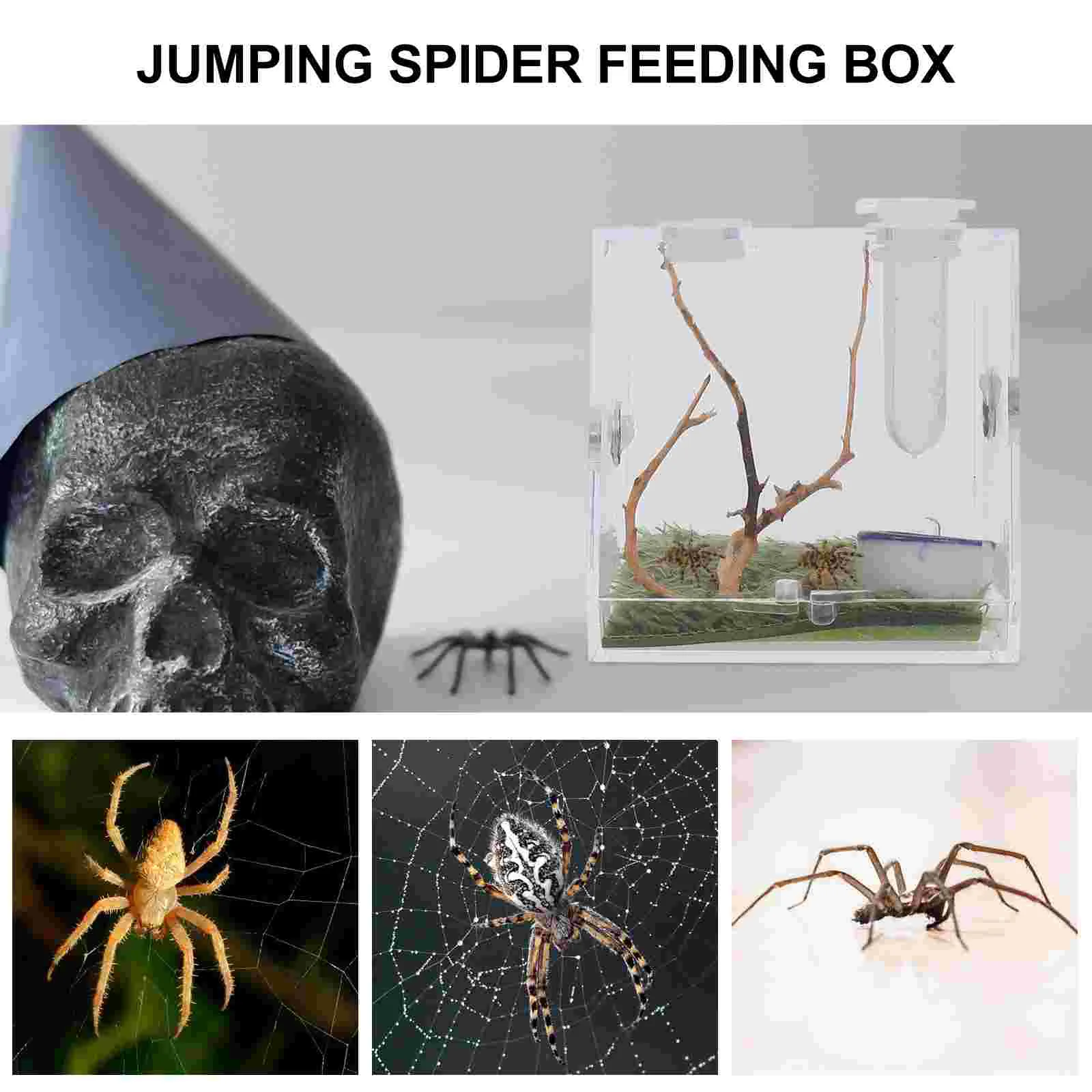 Caja de cultivo de reptiles acrílicos, Terrario de araña, carcasa de araña de salto, gotero, pinzas, Tarantula, escorpión, 2 juegos