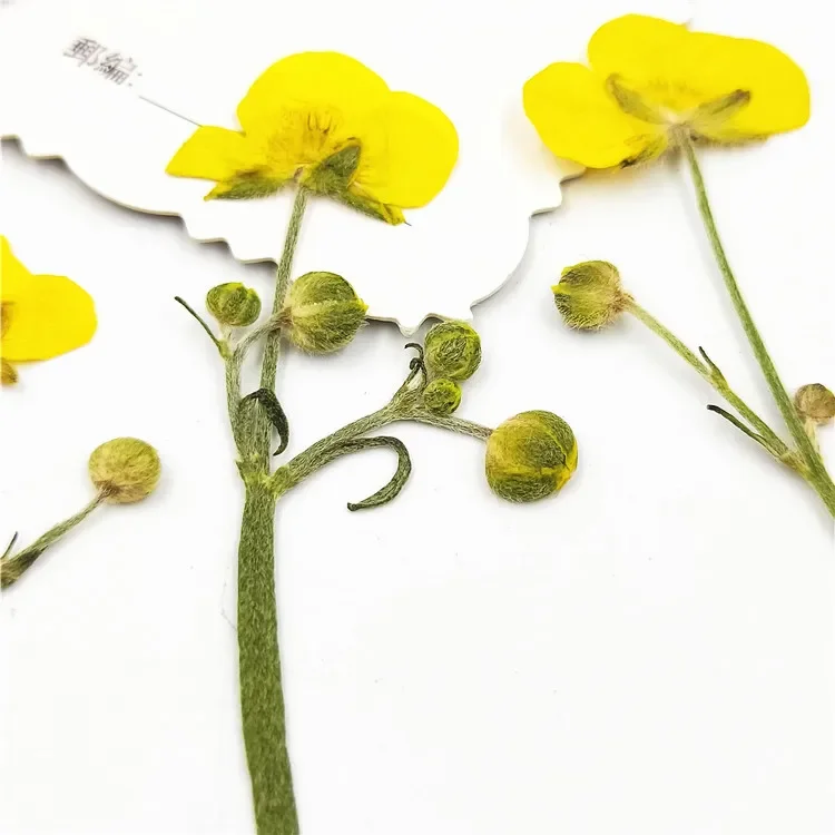 6-9cm/100pcs,Natural Pressed buttercup with stem,Eternelle flower for DIY Bookmark Gift Card,christmas candlestick decoration