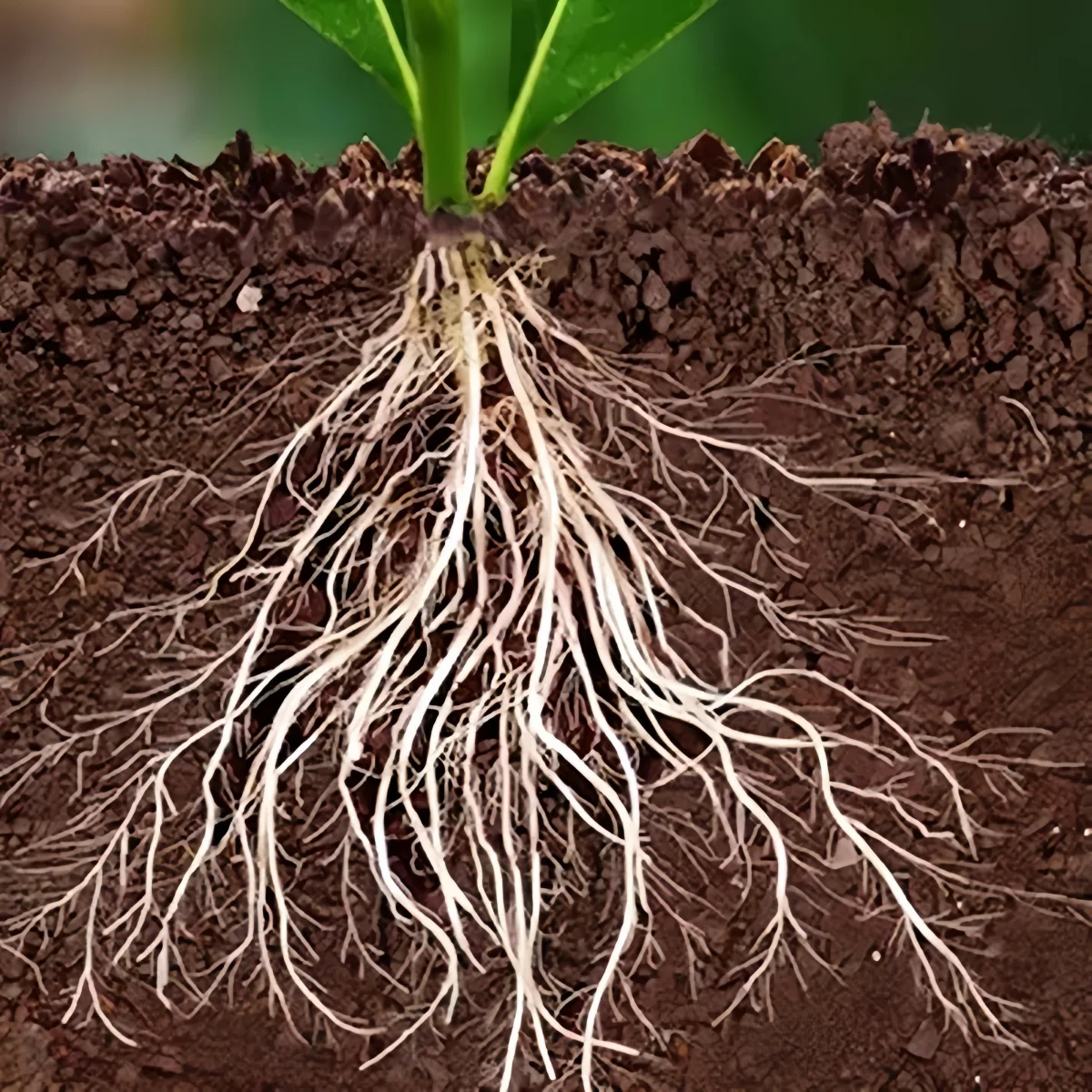 98% Purity NAA Rooting Hormone – Water Soluble Plant Fertilizer Growth Hormone for Agriculture​