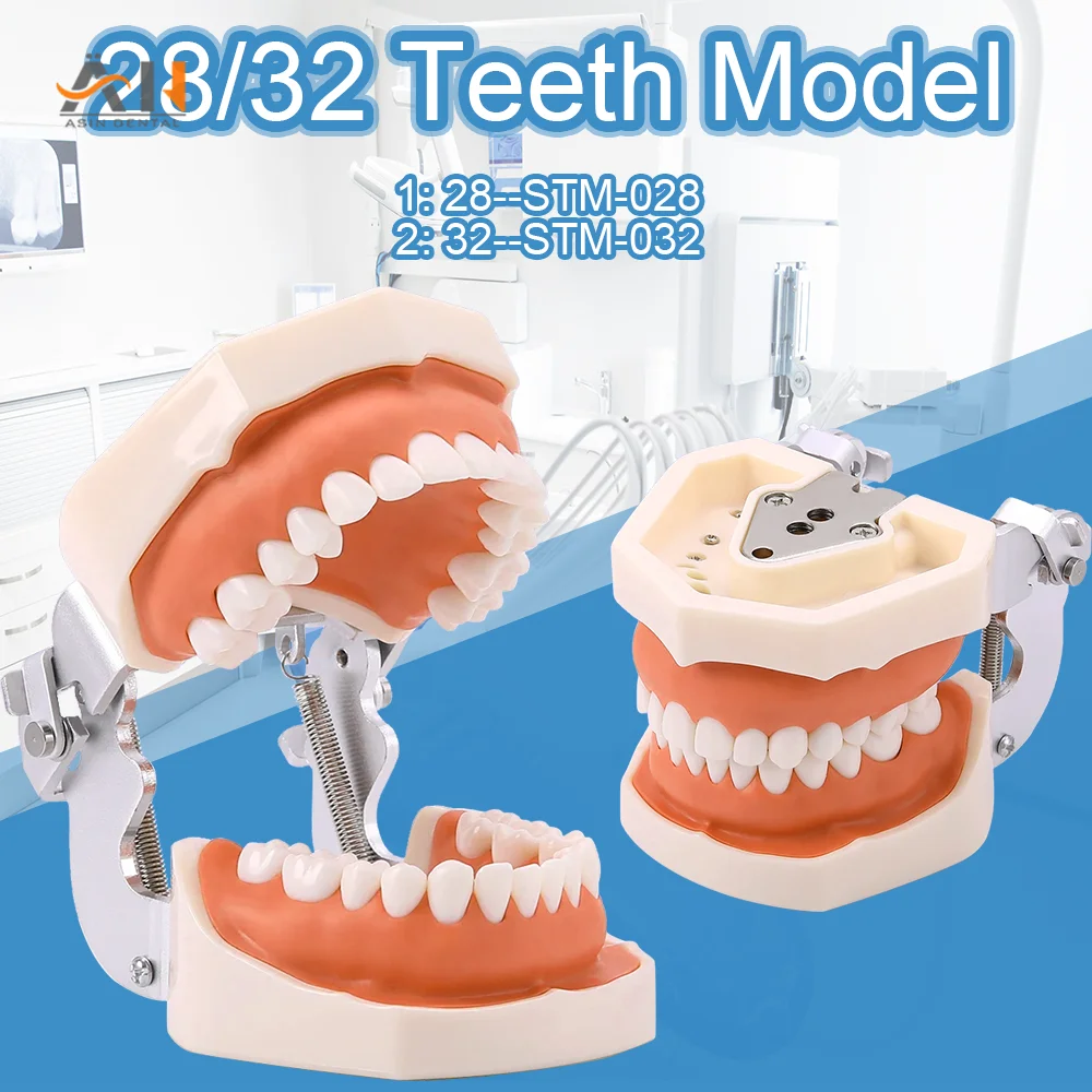 28/32 Teeth Model Standard Dental Model Teeth Teaching Model For Dentist Dental Students Studying Education Display