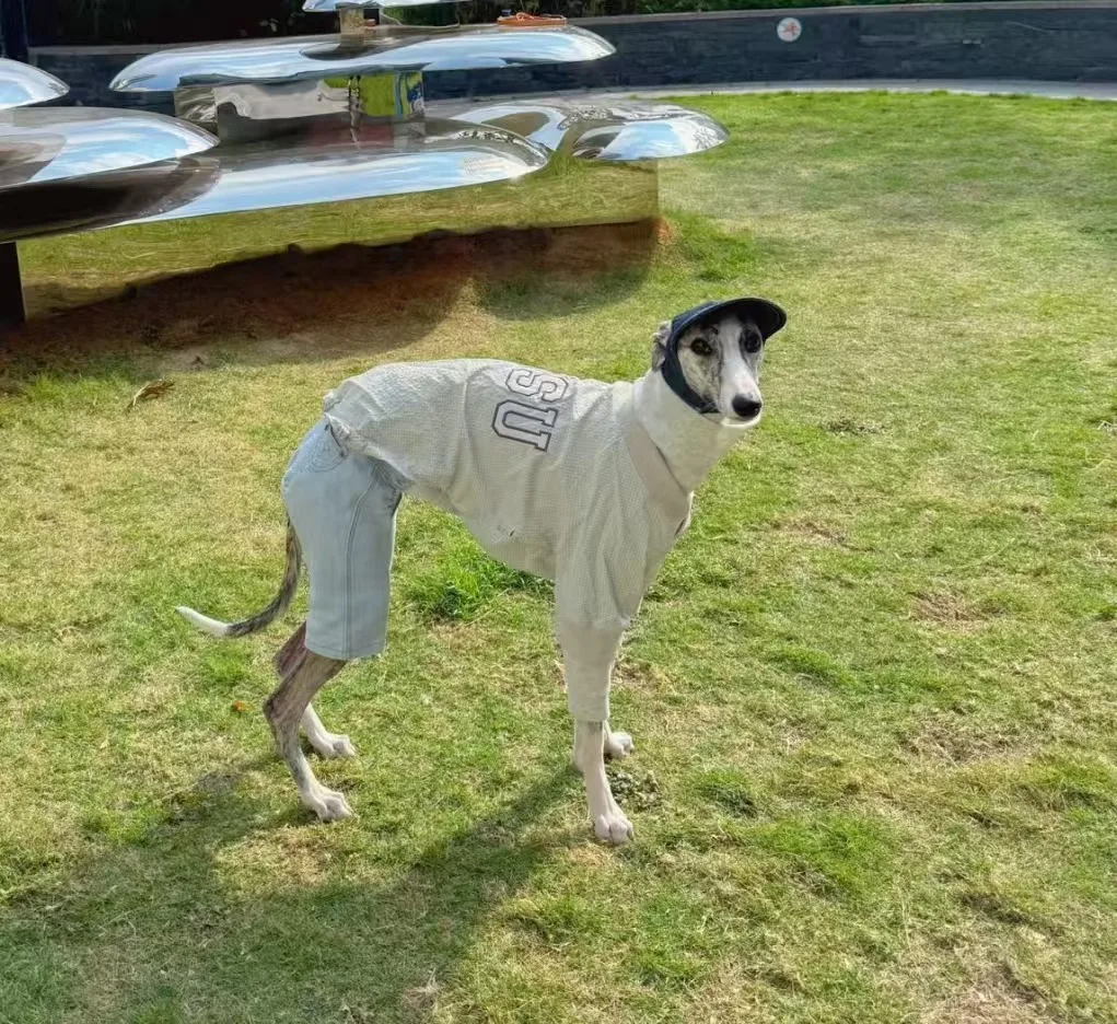 

Весенняя майка с двумя ногами для Huibit Dog, модное мягкое пальто для Whipbit, Италия, борзая, темно-белая футболка