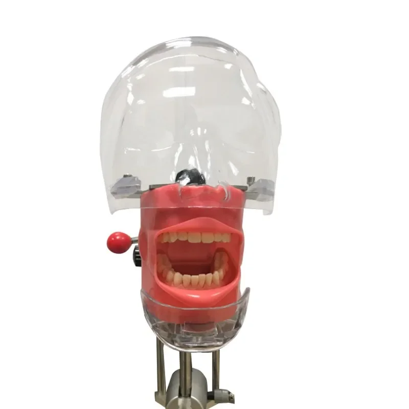Dental Phantom Head Detachable Typodont Model Oral Teaching Manikin For Tooth Preparation Practice