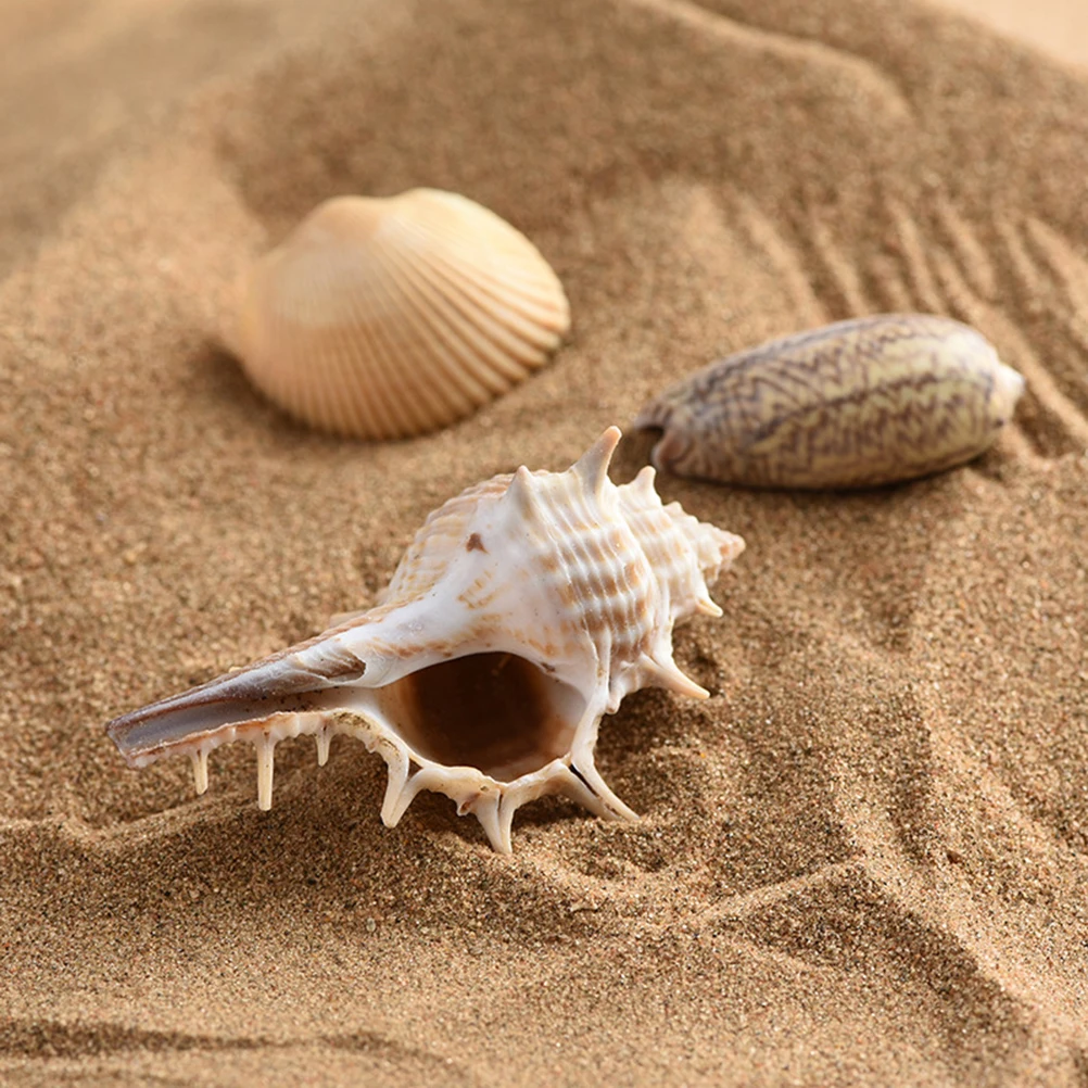 1 caja de espécimen de concha, adornos artesanales de concha grande Natural para decoración del hogar Diy, accesorios para pecera de conchas marinas de playa