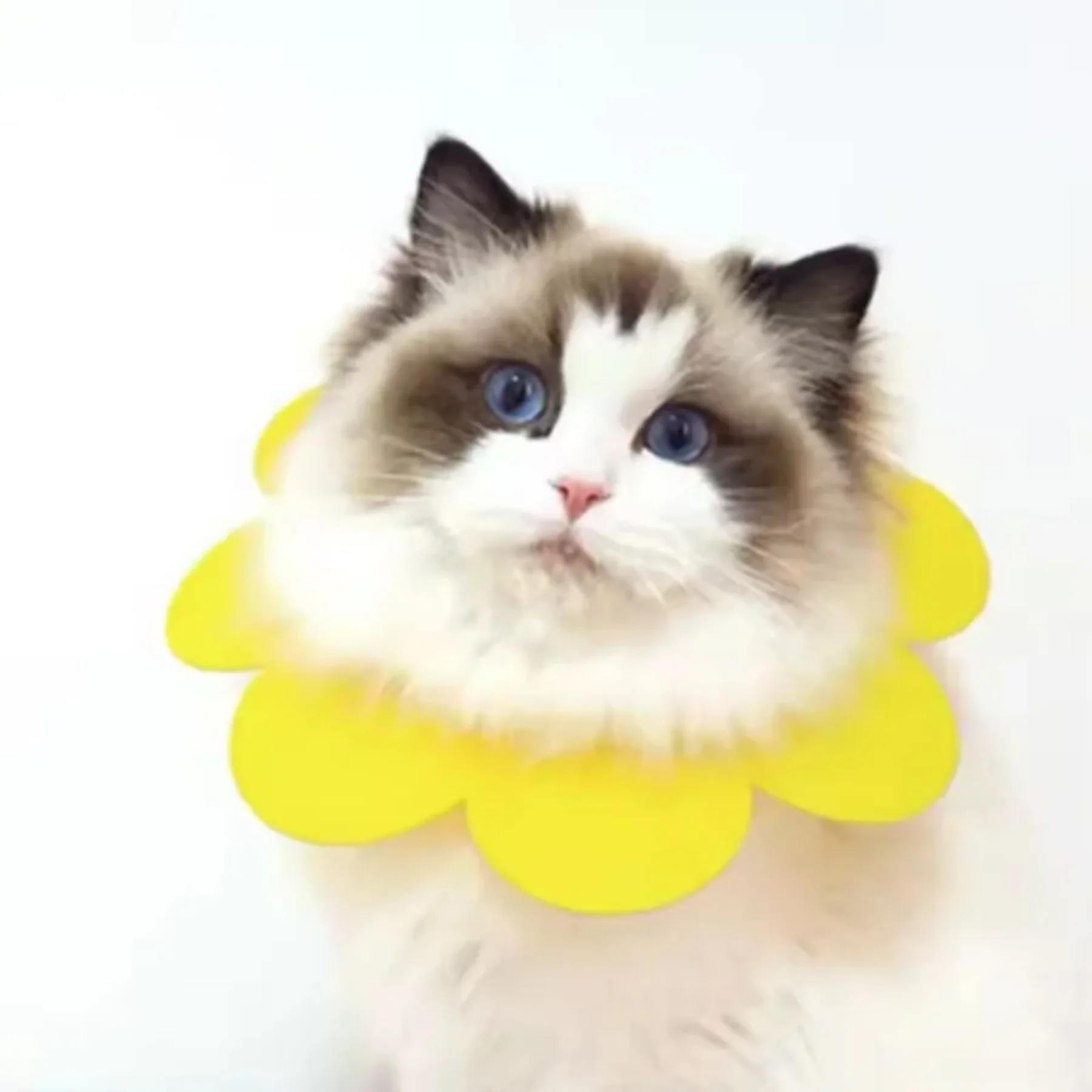 Flower-styleadjustable cat and dog collar,used to protect and heal young petsfrom bitesandinjuries and to aid in their recovery