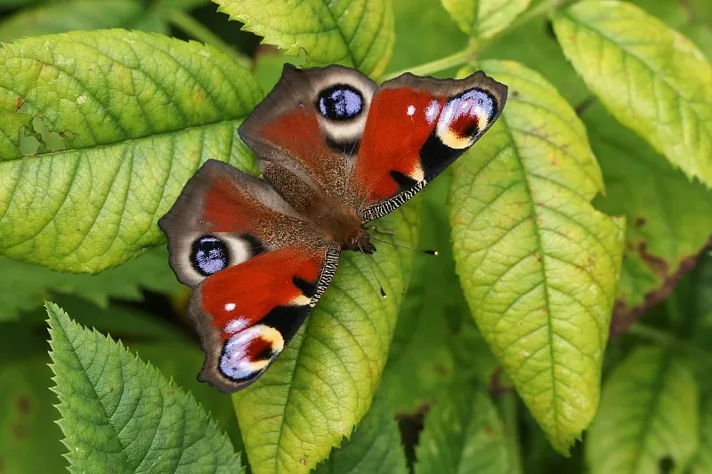 

Усиленные передние и задние опорные пластины из карбона для Tamiya TT02S TT02SR TT-02 Type-S 1/10 RC, запчасти для тюнинга.