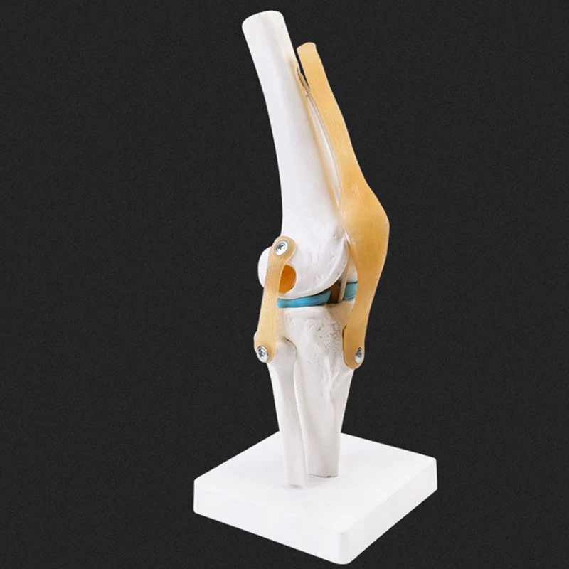 Anatomical  Knee Joint With Ligaments Model,Life Size,Orthopedic Teaching Demonstration