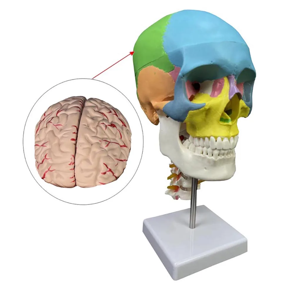 Skull Model Human Skeleton Model Teaching Head Model with Cervical Vertebra Brain 3 Parts 1/2 Small White Color