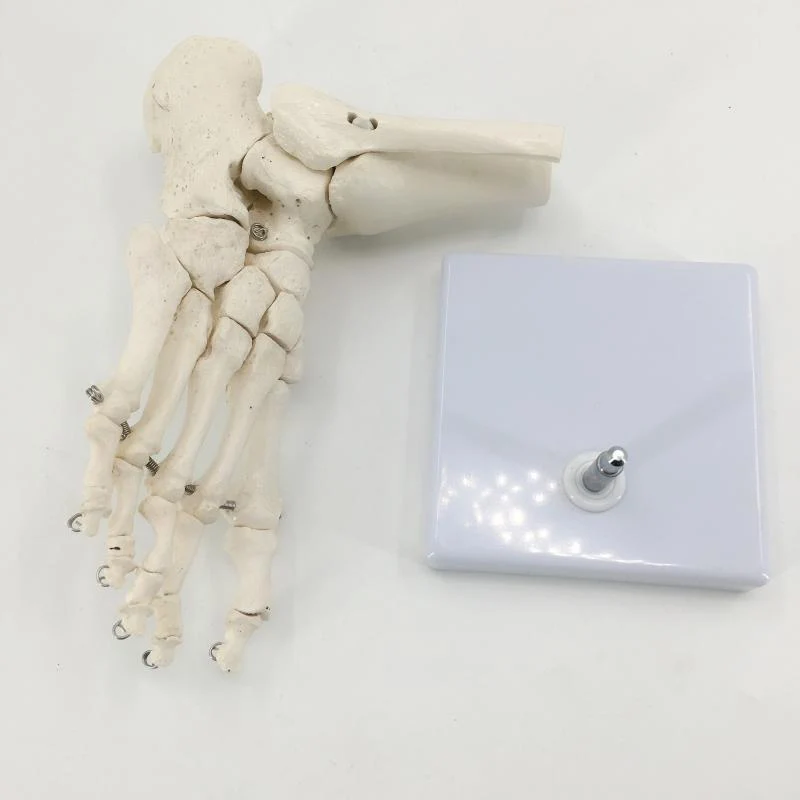 Life Size Foot Ankle Joint Anatomical Skeleton Model Medical Display Study Tool Medical Science Stationery for School 1:1 New