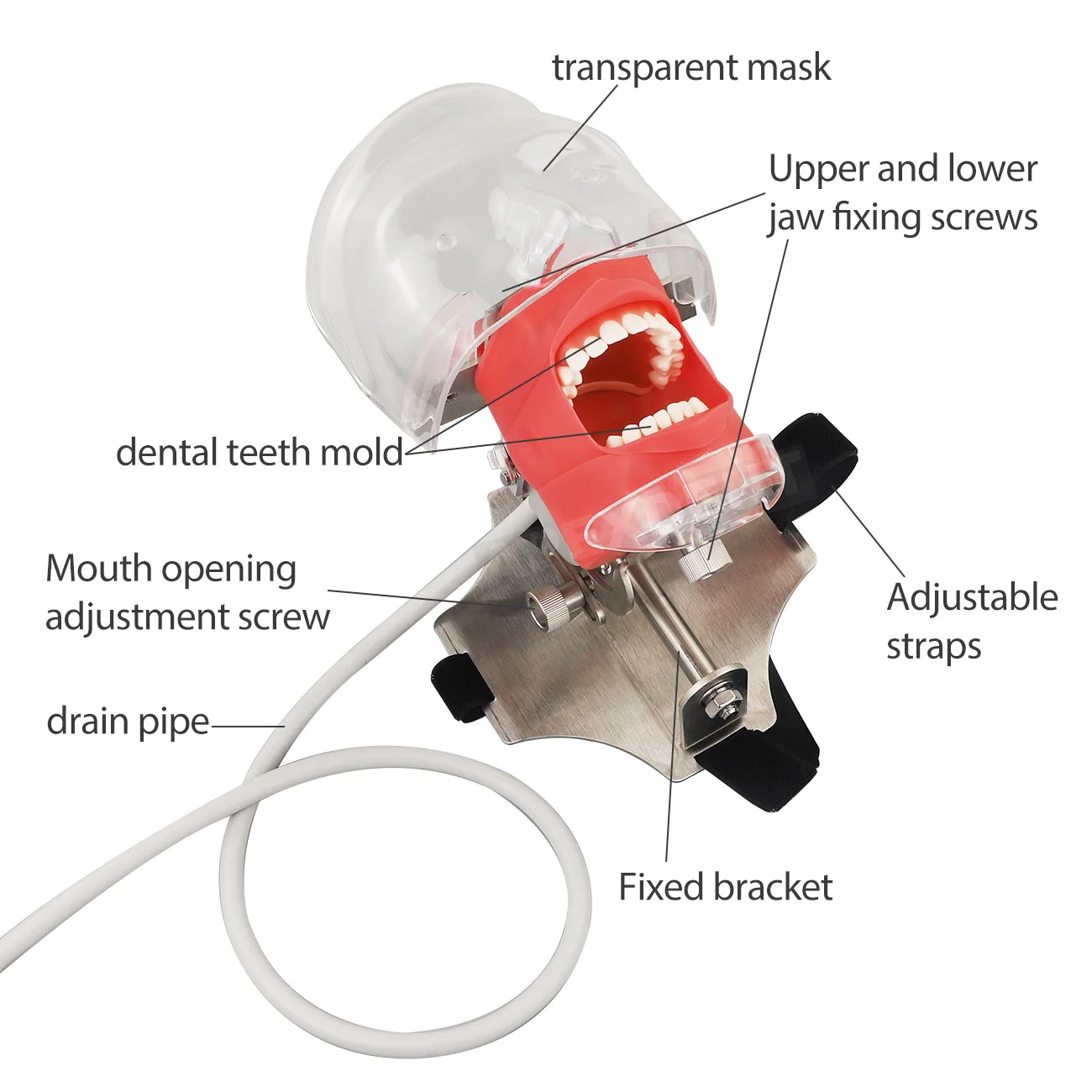 Dental Manikin Training Model Simulator With 28/32Pcs Teeth Simple Head Model Strap Type For Education Dentistry Instrument
