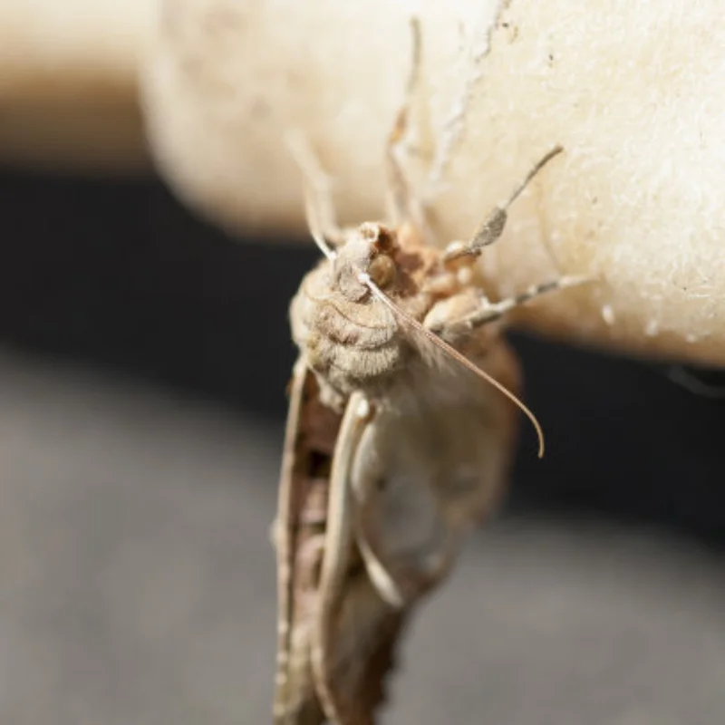 

4 шт. 52 мм 1,0 комплект ободов колес Monster Truck для 1/18 TRX4M 1/24 FMS FCX24 Axial SCX24 AX24 RC Crawler Car Upgrade Parts