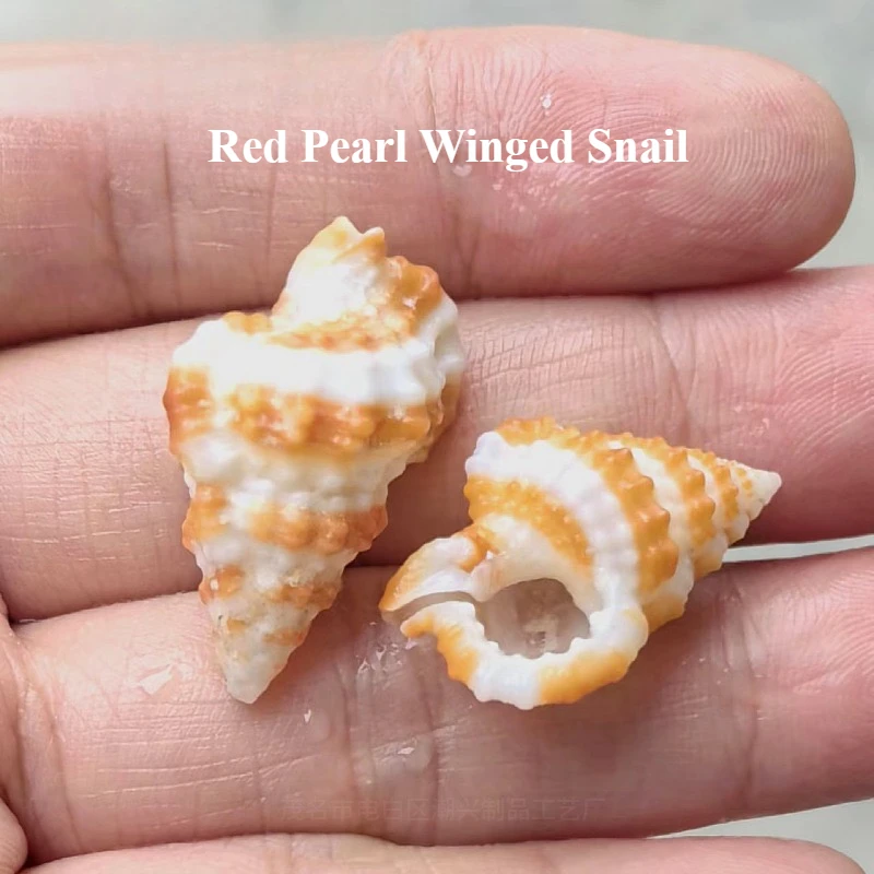 New Red Bead-winged Snail Natural Conch Shell Zebra-winged Snail Hermit Crab Replacement Shell Home Decoration  Landscaping