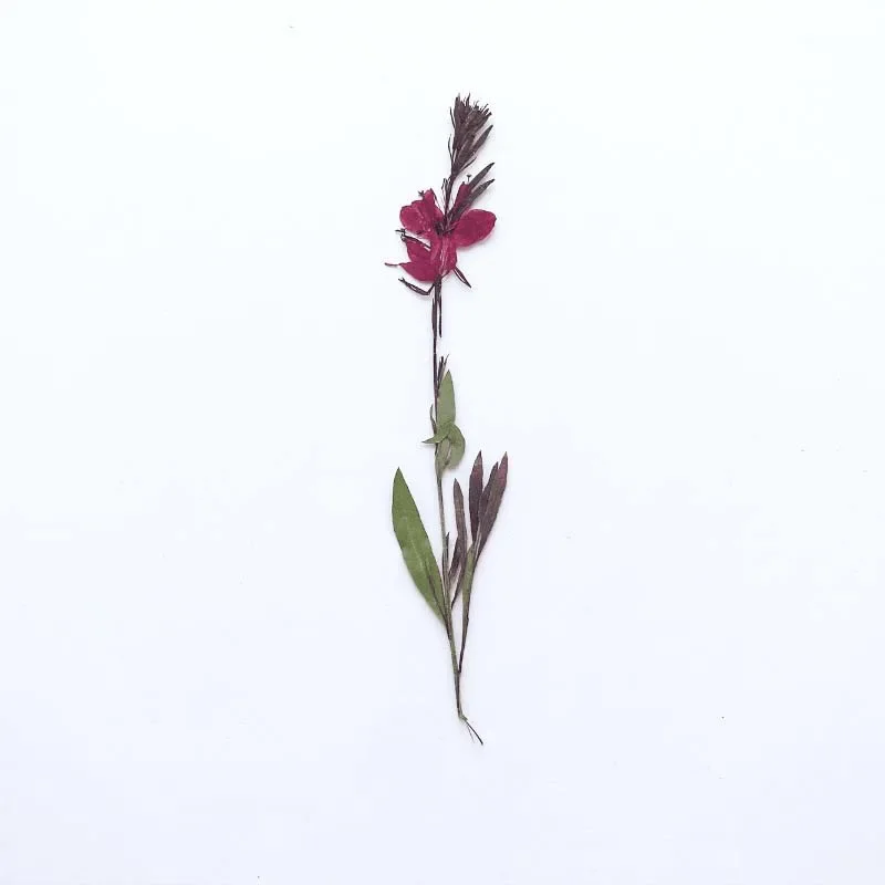 11-17CM/12,24PCS Real Natural dried pressed Gaura lindheimeri flowers Branches,Dry Press White Gaura For Epoxy Resin,Candle