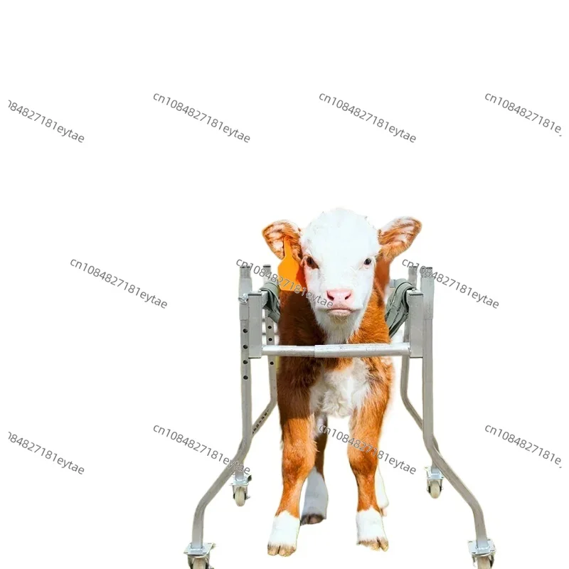 Cattle for Veterinary Calf Walkers, Standing Up Rehabilitation Vehicles, Calf Walker Breeding, Thickened and Reinforced