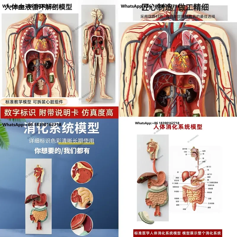 Human Anatomy Model Nervous System Central Spinal Cord Blood Circulation Urinary Digestive Endocrine Educational