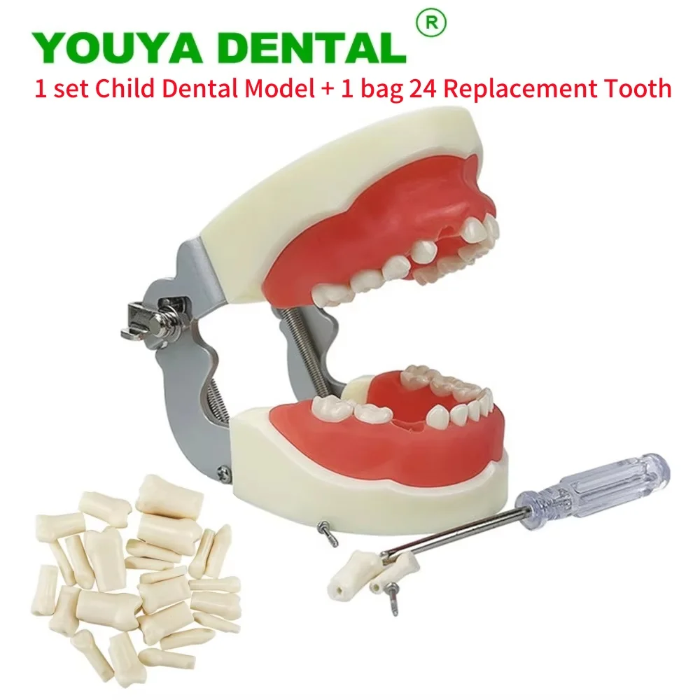 1 Set Child Dental Model And 24 Replacement Tooth Standard Typodont Jaw Model Dentist Teaching Training Demonstration Model New