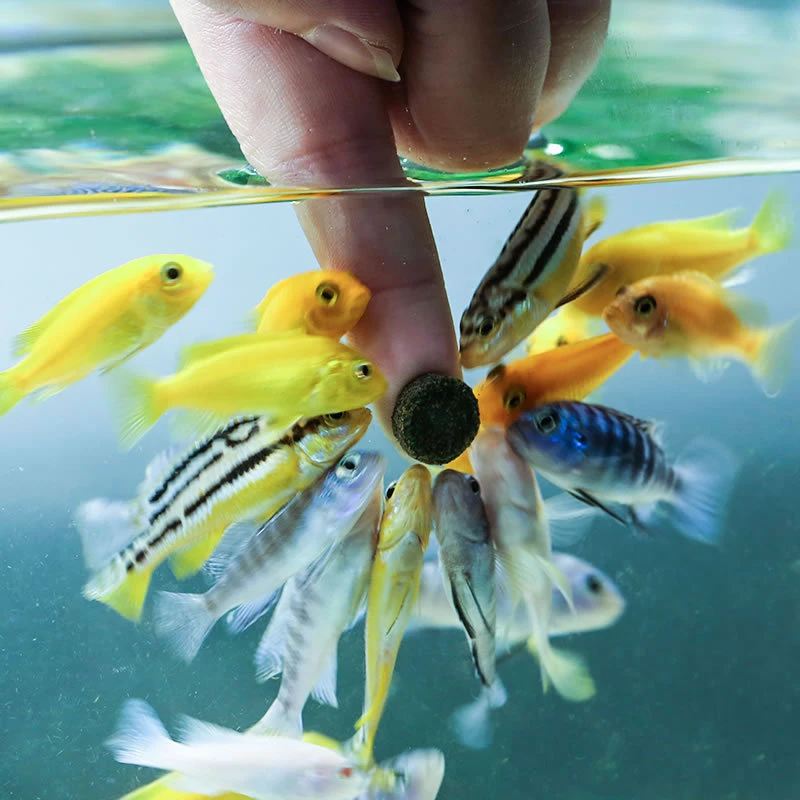 SUNSUN Patch Fish Food Tropical Fighting Peacock Traffic Lights General Purpose Small Fish 150ML 260ML