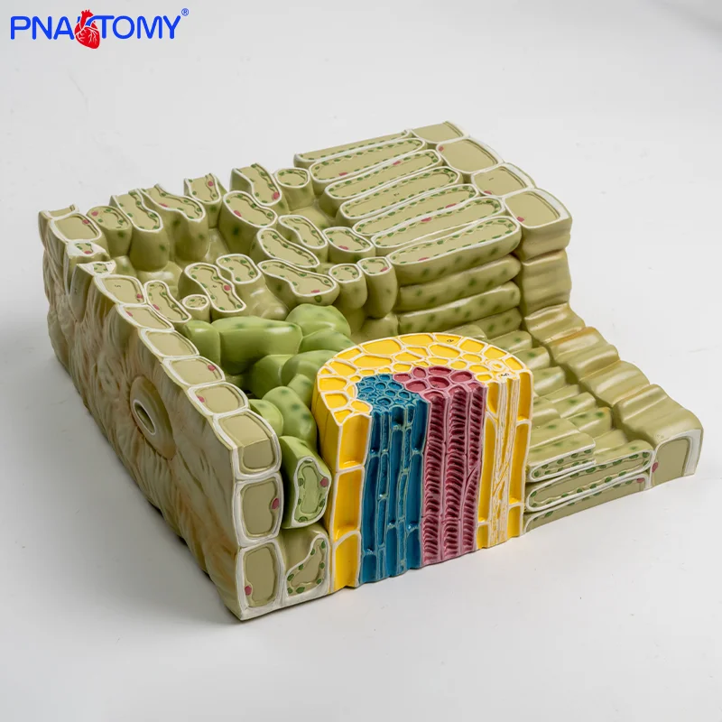 

Plant Leaf Structure Seaf Tissue Construction Leaf Cell Organization Anatomical Magnification Model