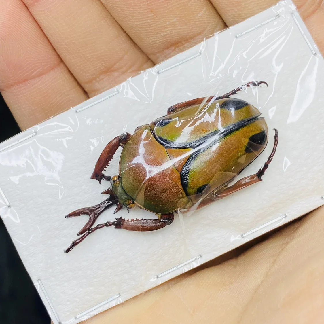 1PC Eupatorus Sukkiti Large Beetle Real Insect Specimen Pocket Worm Collection Steampunk Style Home Decor Beetle Statue