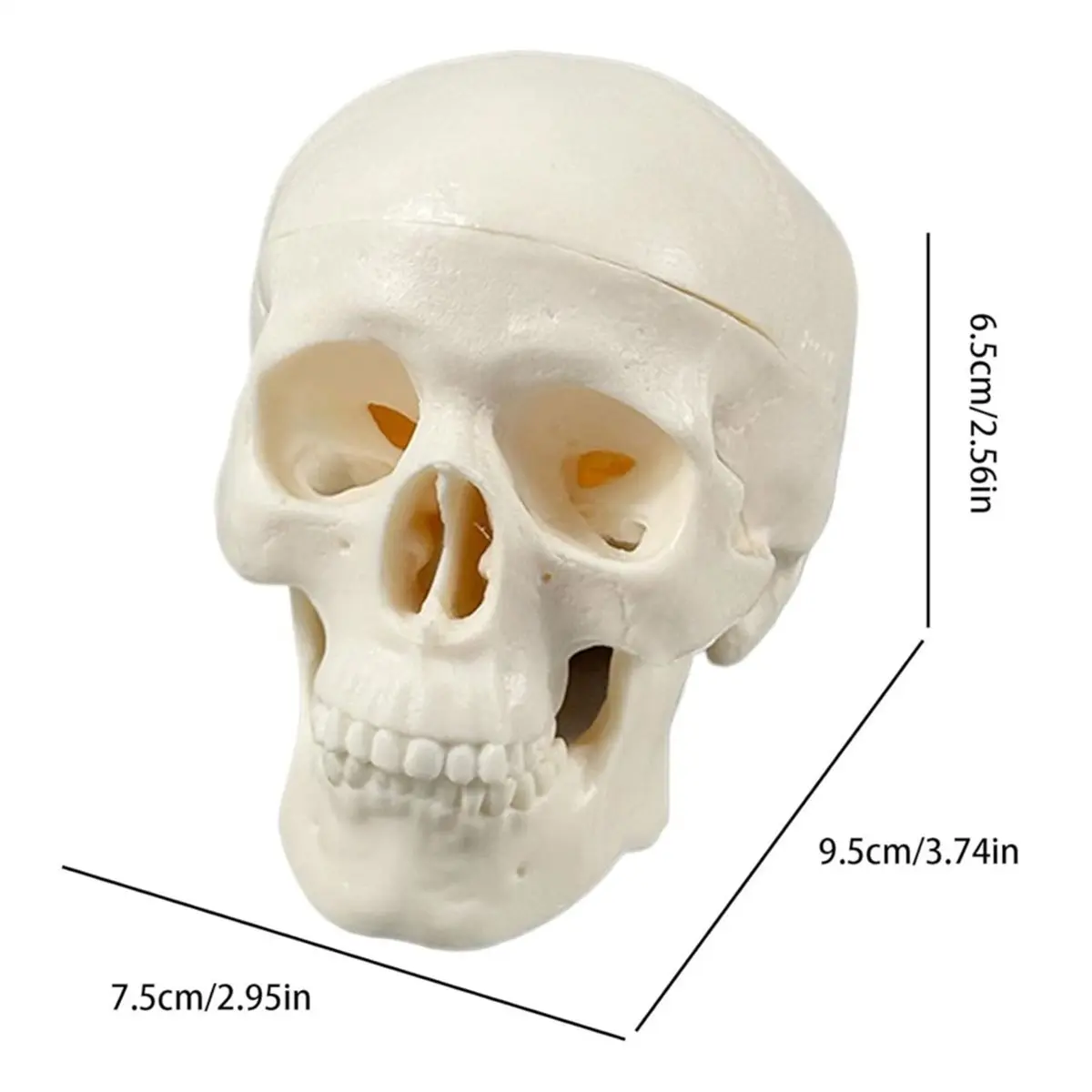 DT38 Human Skull Model - Anatomy Skeleton Head, Mini Realistic Bone Model for Medical Art Learning, Educational Teaching Tool