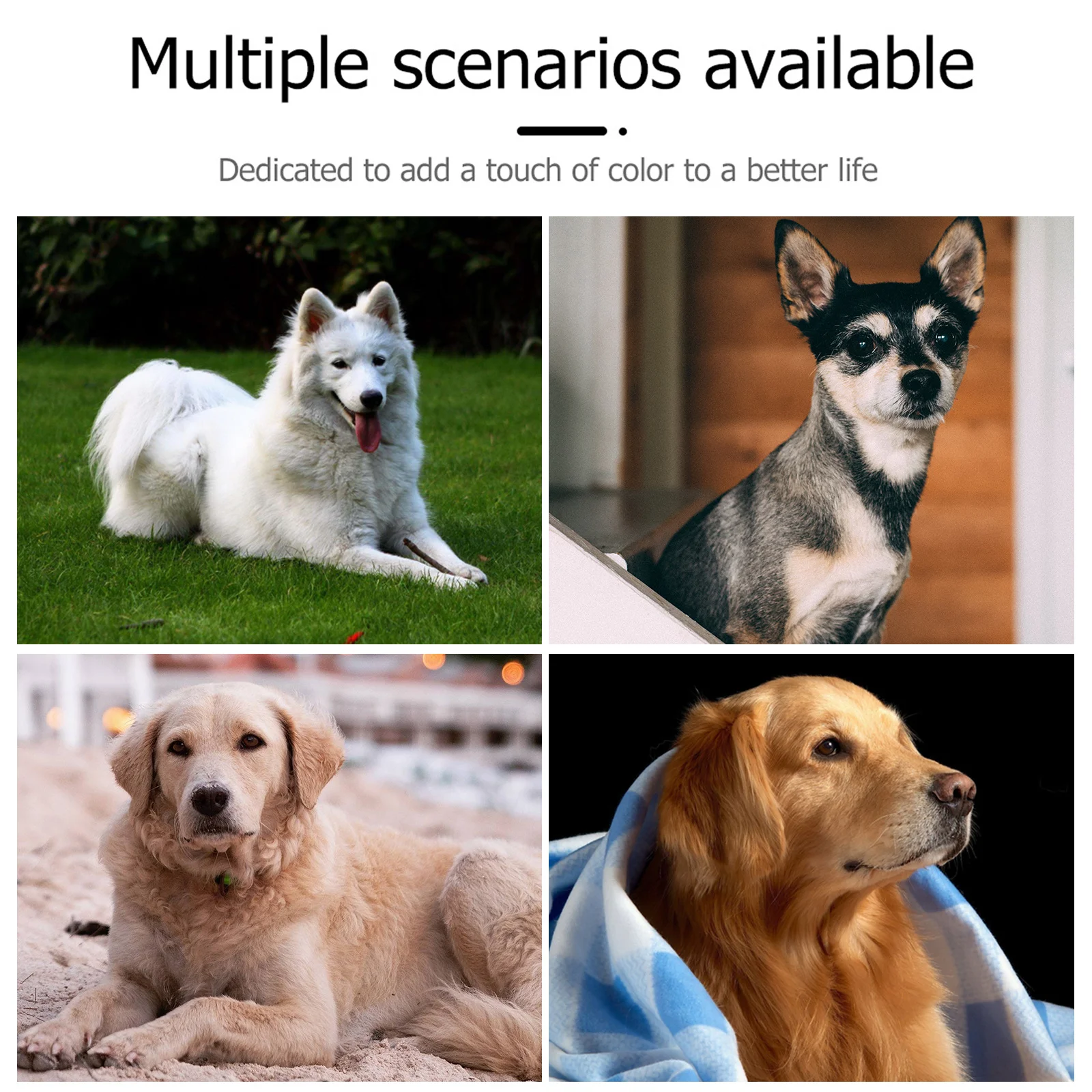 

Stylish Pet Collar for Dogs Adjustable with D-Ring Rivet Decor Bell Accessory Fashionable Daily Use Collar Size