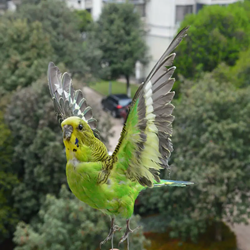 Taxidermy-Eurasian Green Color Melopsittacus undulatus, Budgerigar Budgie, Parrot specimen Teaching, Decoration, Wait