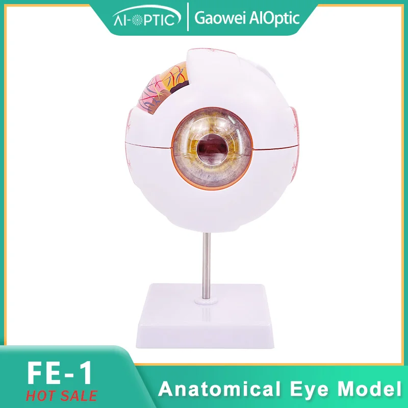 

Анатомическая модель глазного яблока 6X с детализацией структуры век, медицинский учебный инструмент для медицинских и научных образовательных учреждений