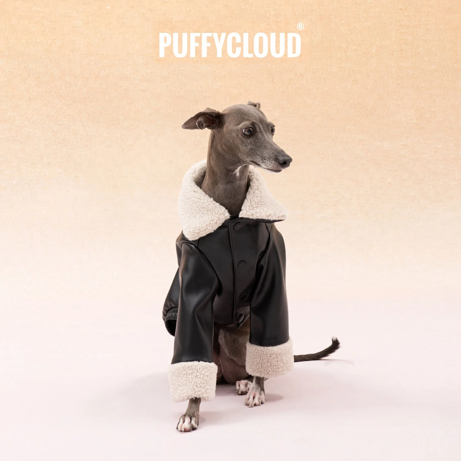 

Black Vintage Biker Shearling Collar Cuffs PU Leather Jacket for Italian Greyhound Casual Cozy 2-Leg Fashion Coat for Bellington