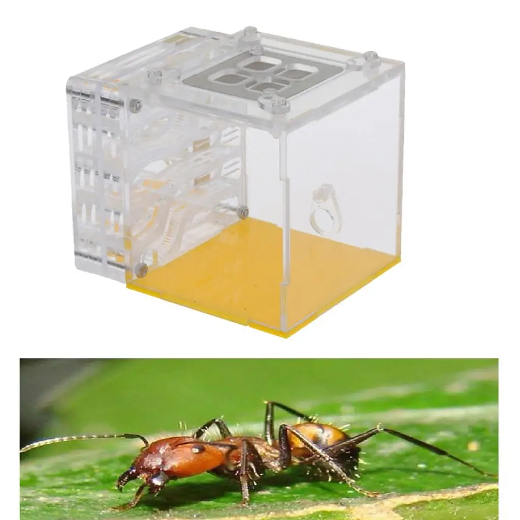 Plastic Ant Breeding Box Transparent Formicarium Cage Ant Feeding Nest for Science Study