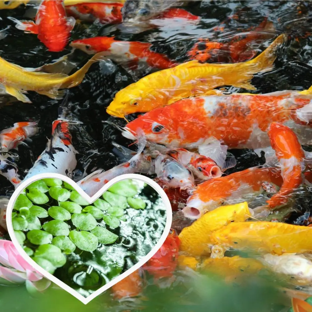 Duckweed for Aquarium Adjustable Floating Plant Ring Aquarium Fish Feeding Rings Set with Floating Plant for Duckweed