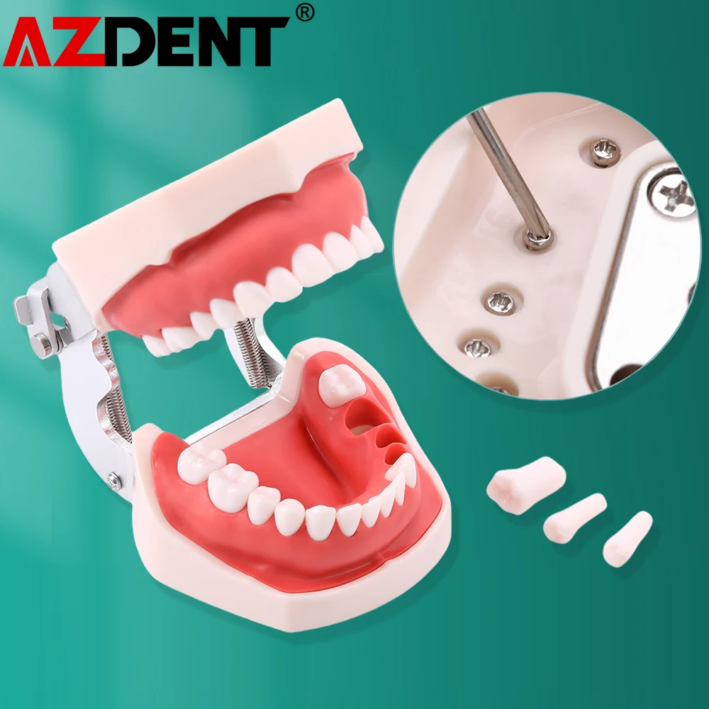 Azdent Model dentystyczny Trening Typodont Model zębów dla technika dentystycznego Praktyka Nauczanie dziąseł Zęby Model szczęki Żywica Narzędzia