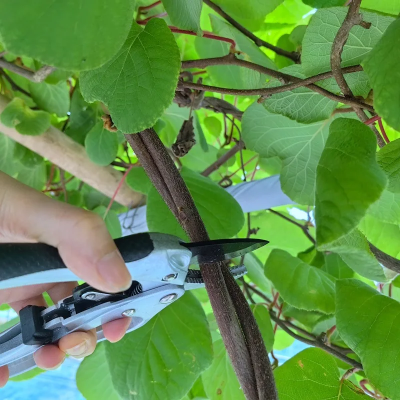 Imagem -04 - Bigorna Estilo Ratchet Poda Tesoura Fruit Tree Branch Poda Tesoura Aparador Ferramenta de Jardim para Mãos Fracas