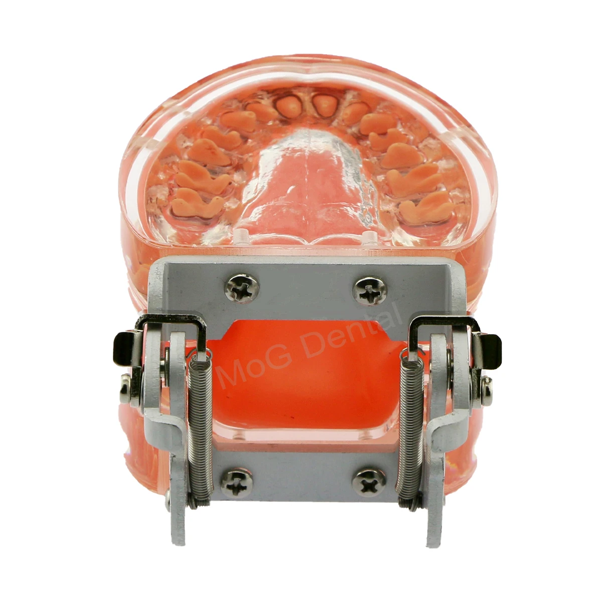 Dental Teaching Model with Periodontal Disease Dental Model for Study Patient Communication Dentist Demo Dentistry Products