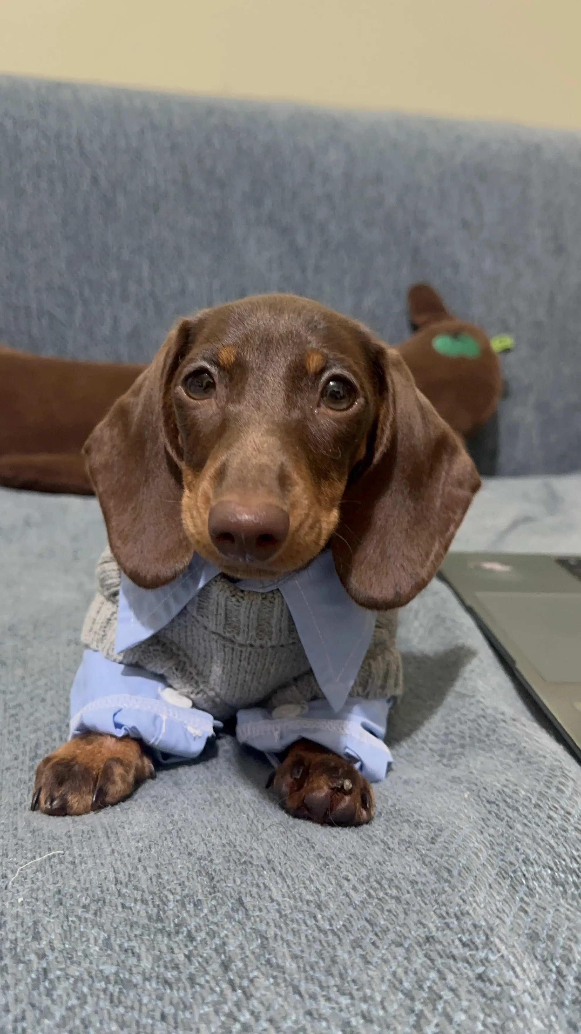 Imagen 5: La ropa para mascotas a cuadros del caballero británico es realmente de una camisa azul para perros de excelente calidad