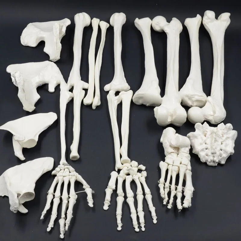 Human Skeleton 170cm Anatomy Model Life Size PVC Disarticulated Skeleton Model Include Bones, Articulated Hand & Foot