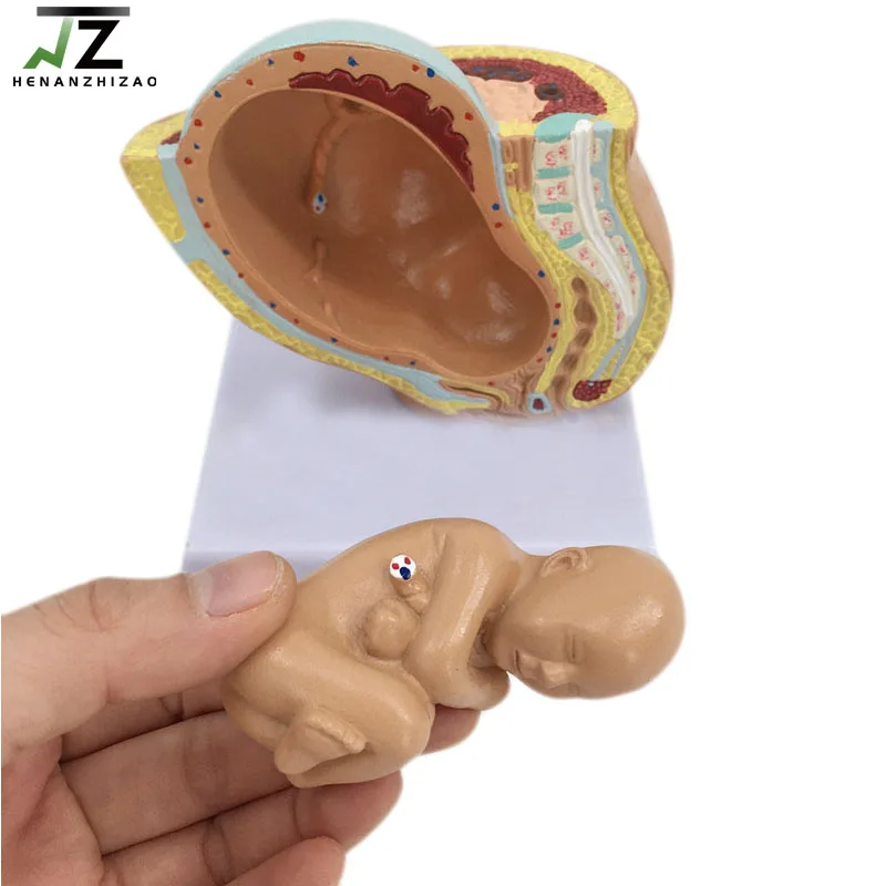 

Medical Science Female Pelvic with Full-term Fetus Model Nine Month Pregnancy Embryo Development