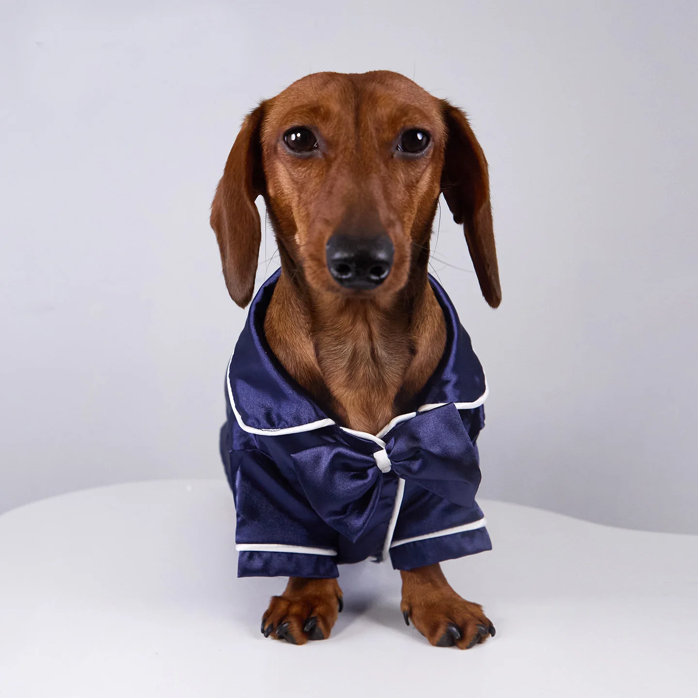 Monos de seda para perros pequeños y medianos Badger, Dachshund - imagen 3