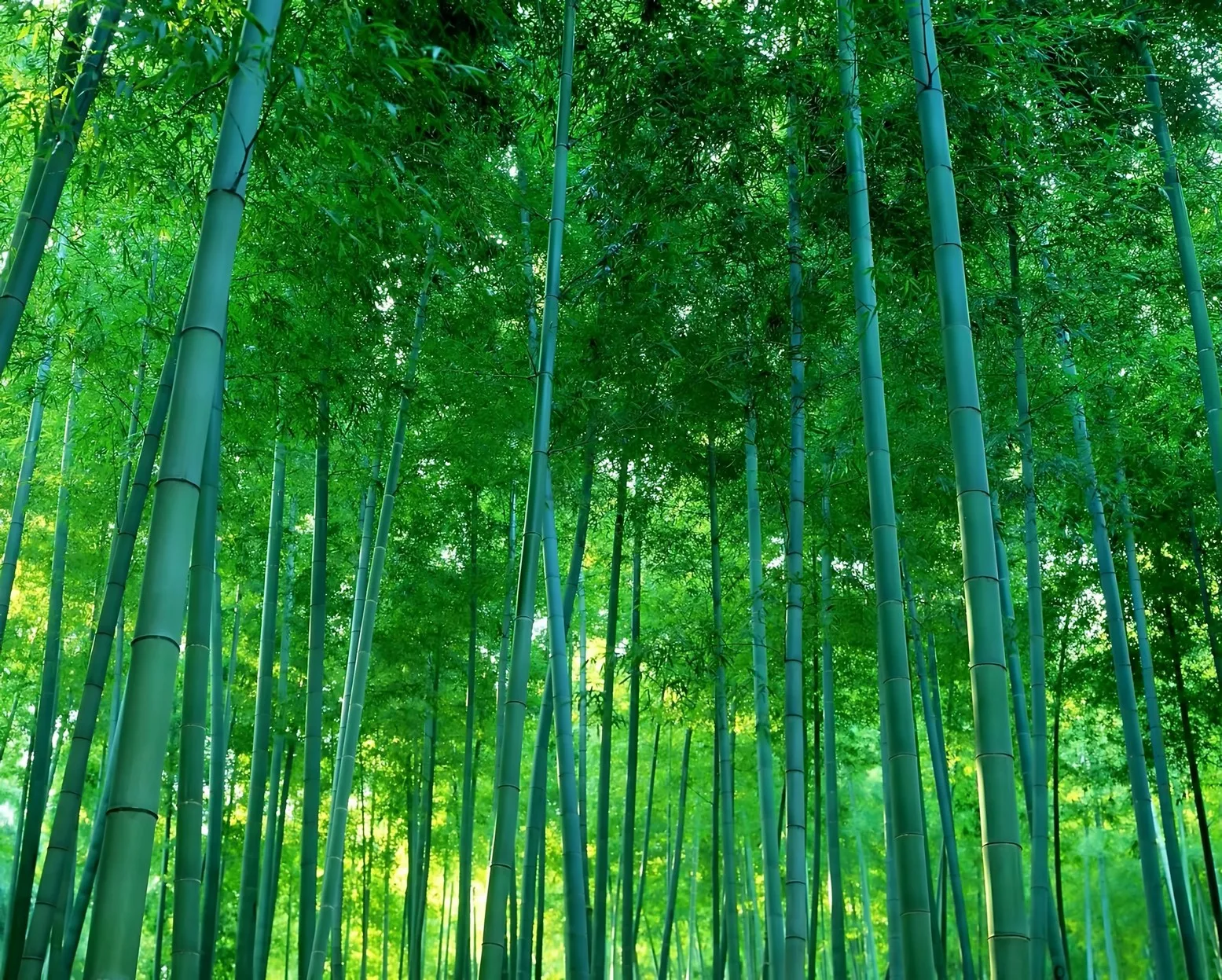 Jmine Div 5D Bamboo…