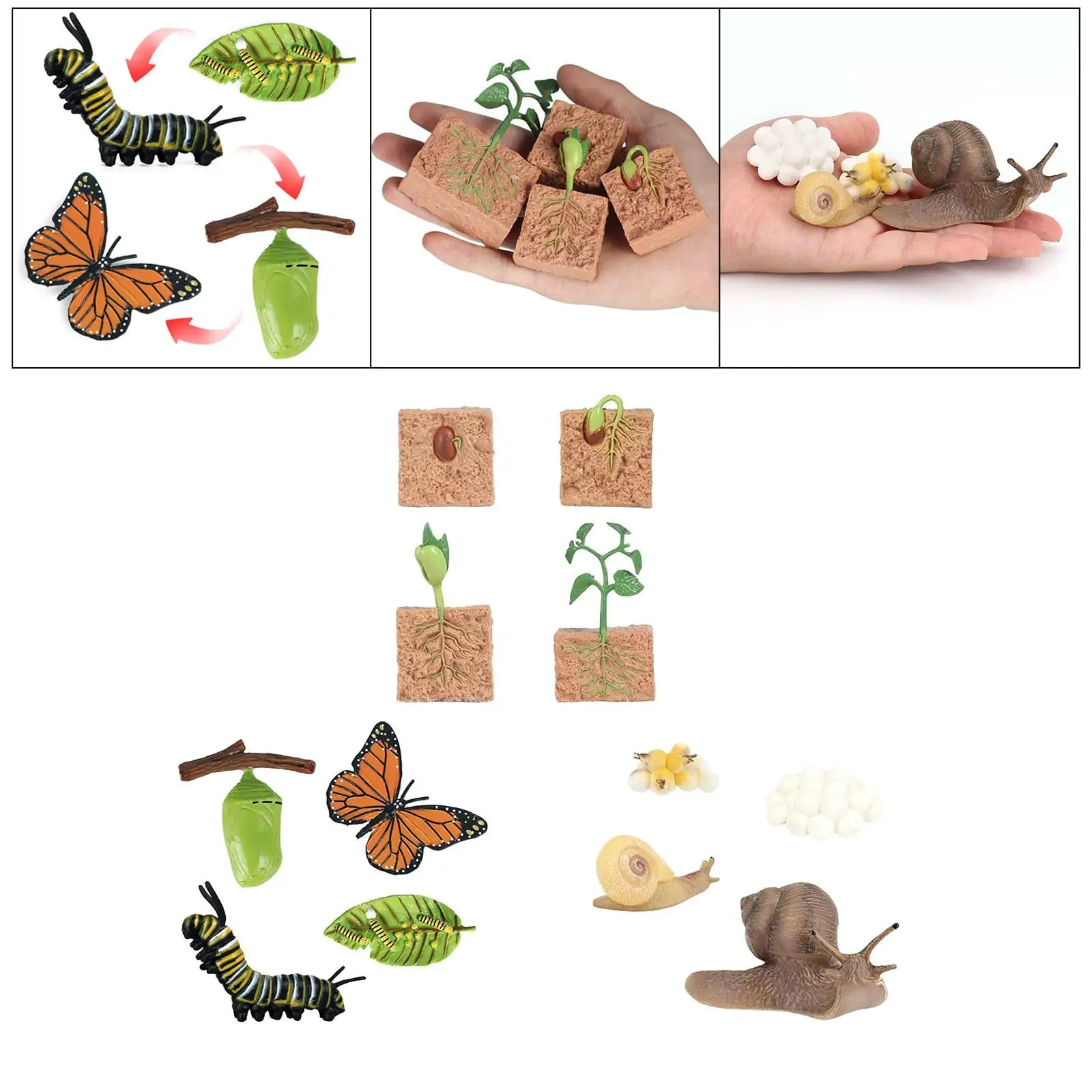 3x Nature Butterfly Growth Child Education Learning Teaching Toys