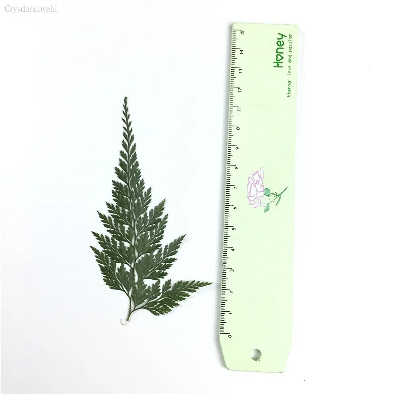 500pcs 4-12cm Pressed Dried Green/Brown Stenoloma Chusanum Leaf Flower Plants Herbarium Jewelry Phone Case Frame Postcard Making